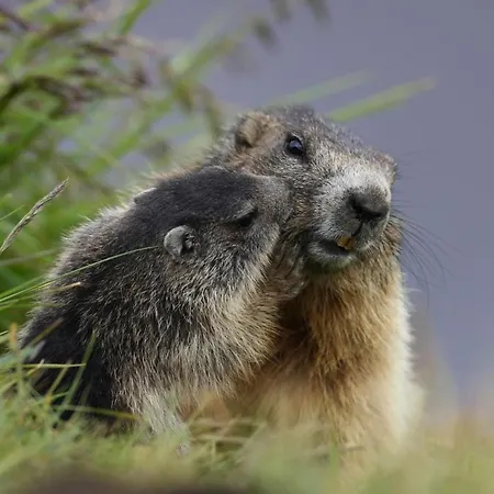 Cesa Col De Pin Canazei