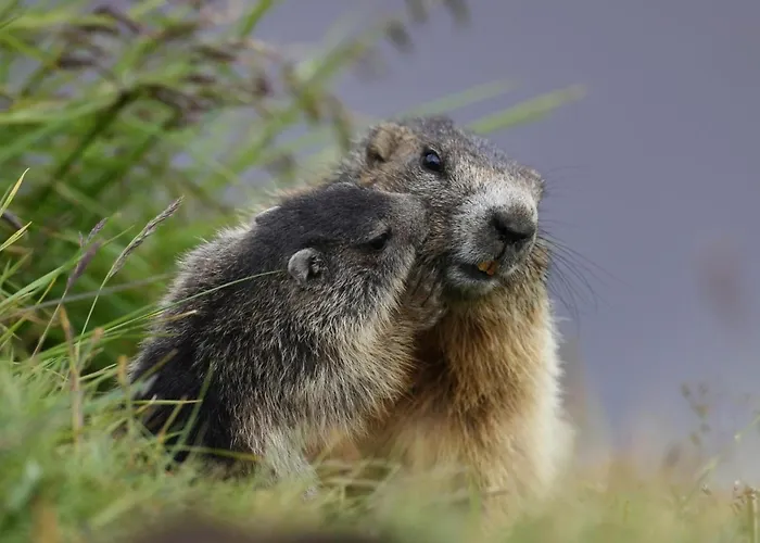 Cesa Col De Pin カナツェーイ